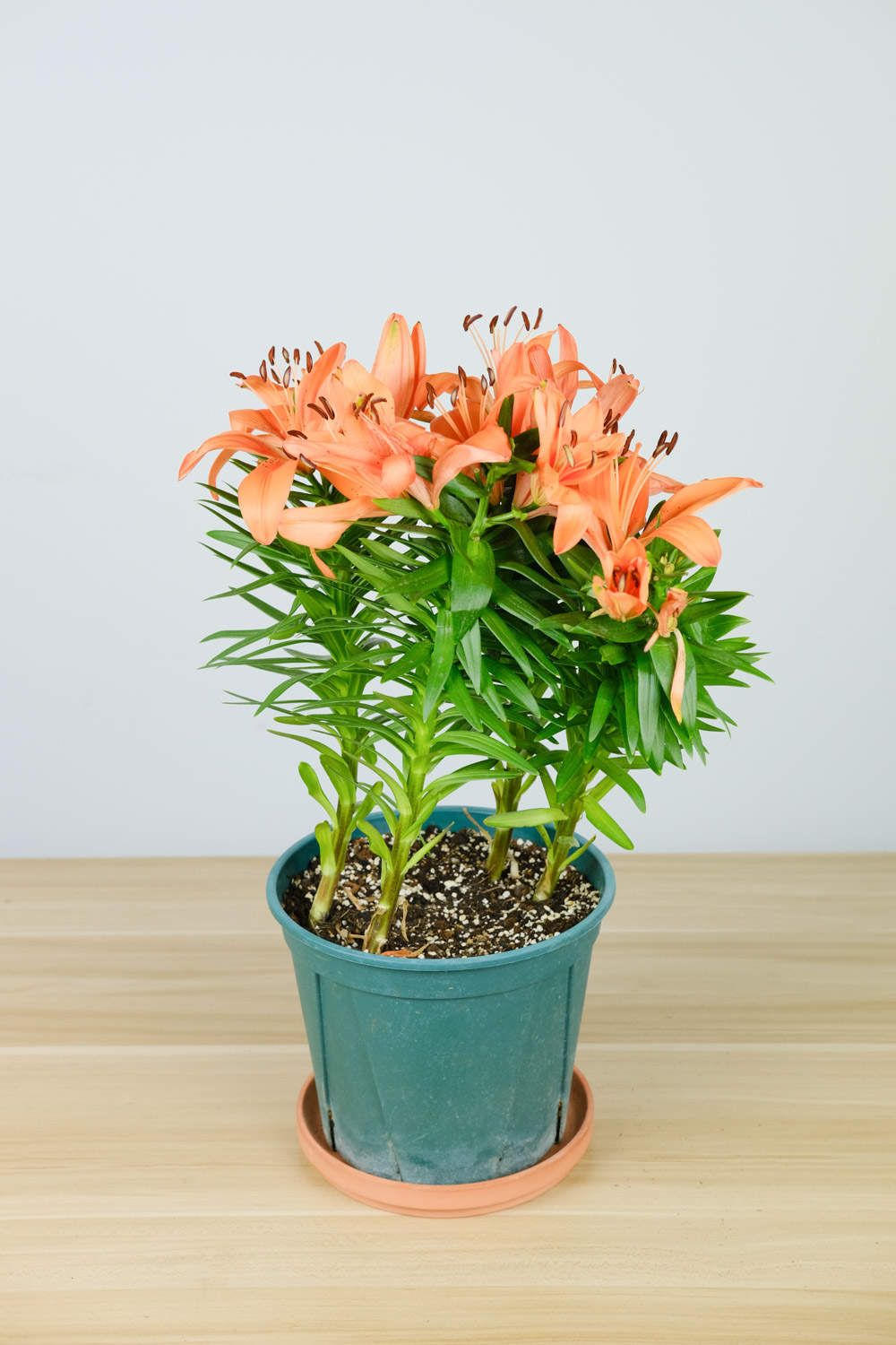 百合 百合花葉子發黃掉落是什么原因