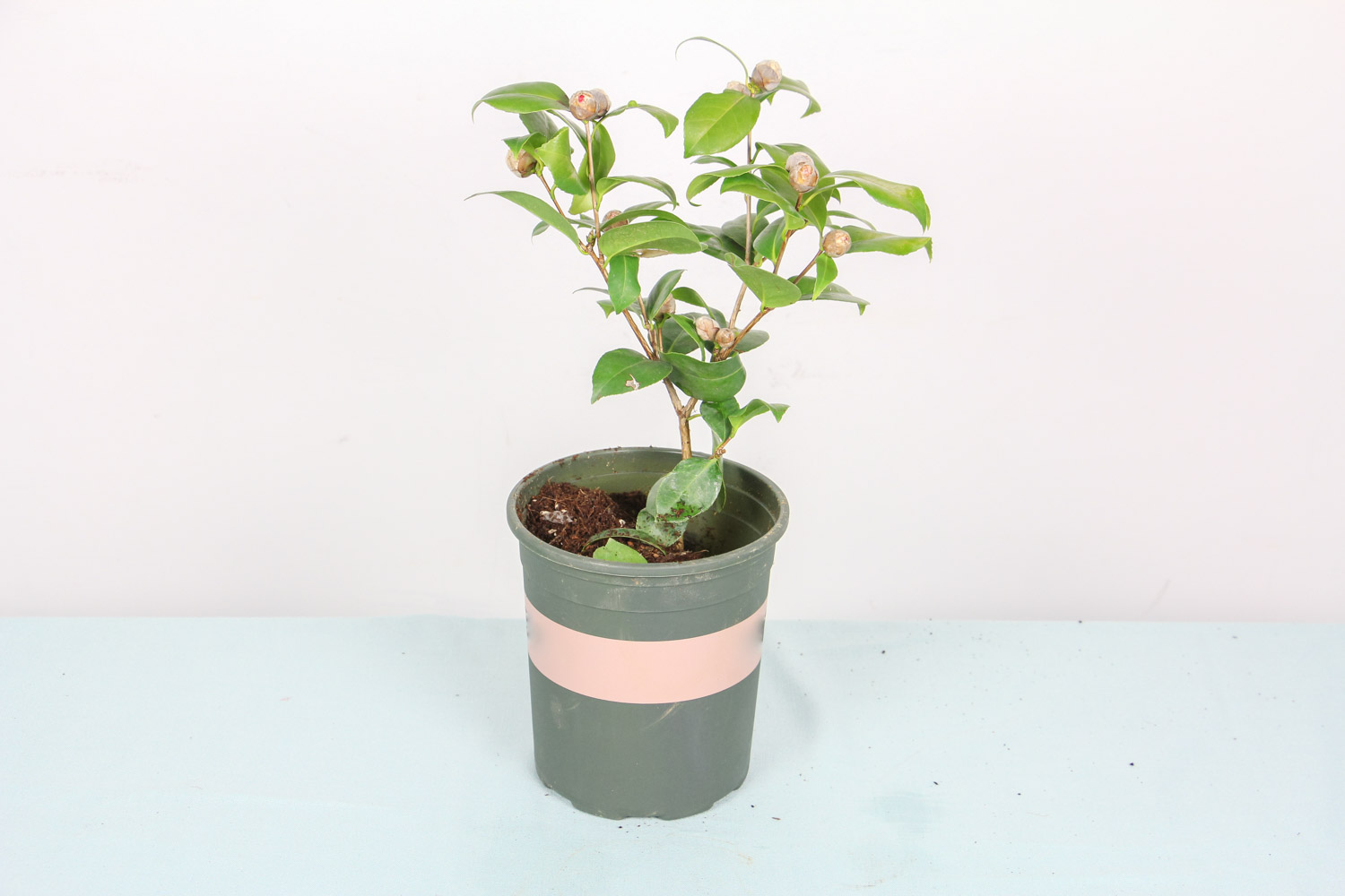 茶花 茶花爛根了怎么解決,怎么處理