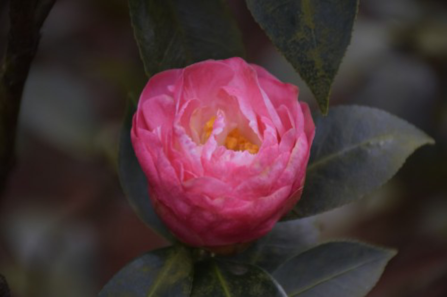 茶花 茶花爛根了怎么解決,怎么處理