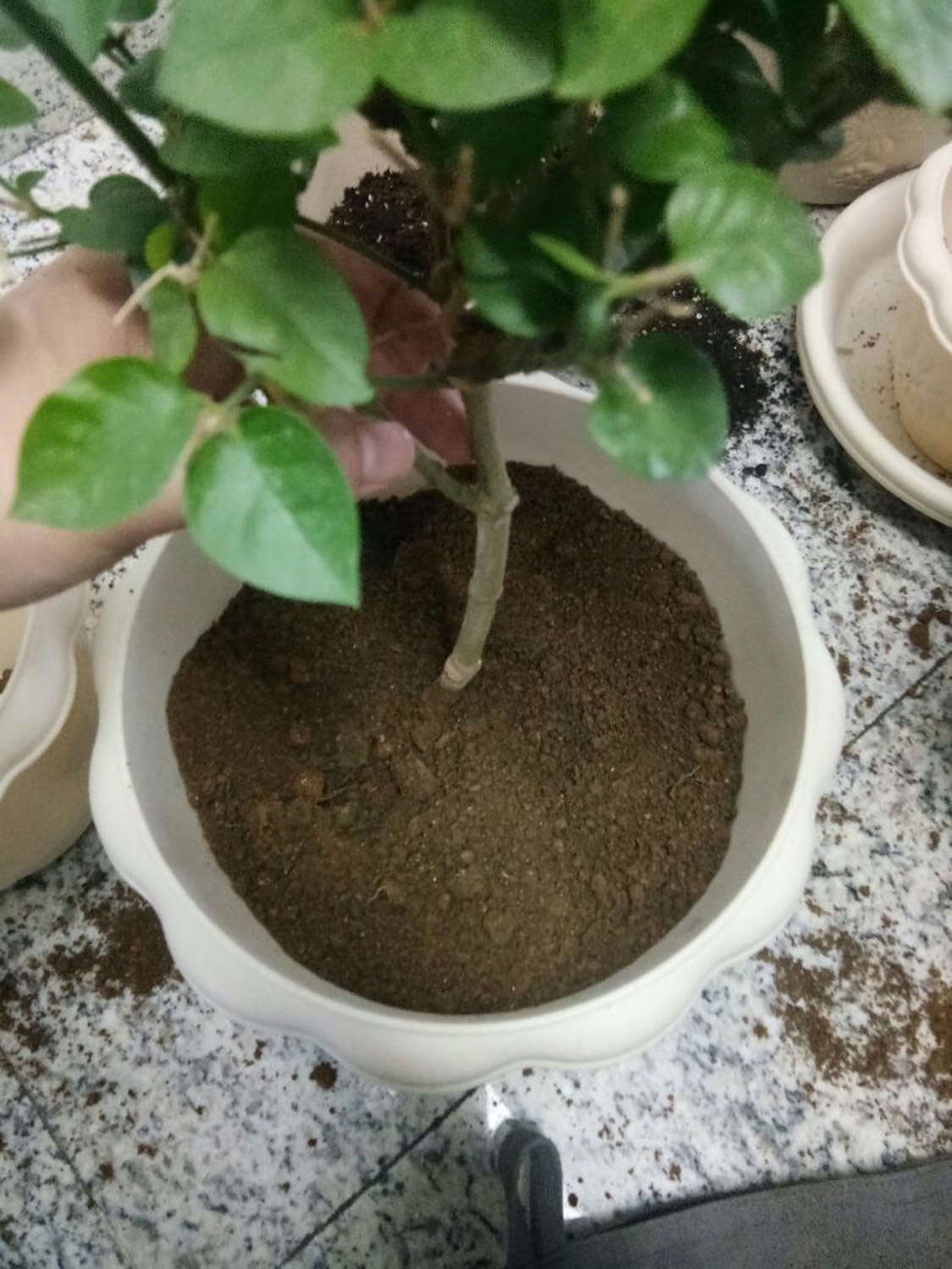 茉莉 茉莉花爛根了怎么解決,怎么處理