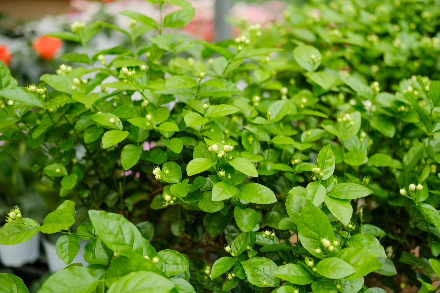 茉莉 茉莉花爛根了怎么解決,怎么處理