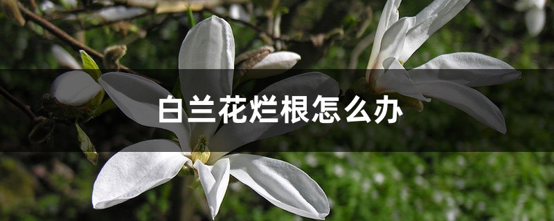 <b>白蘭花爛根怎么解決，怎么處理</b>