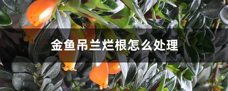 <b>金魚吊蘭爛根怎么處理</b>