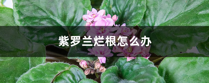 <b>紫羅蘭爛根怎么解決，怎么處理</b>