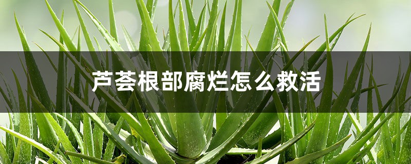 <b>蘆薈根部腐爛怎么救活</b>