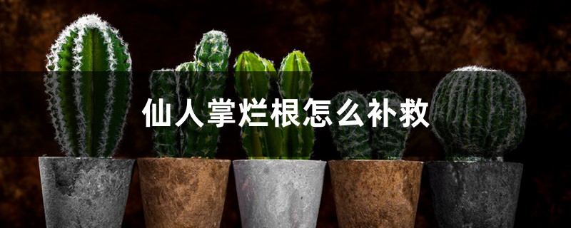<b>仙人掌爛根怎么補救</b>