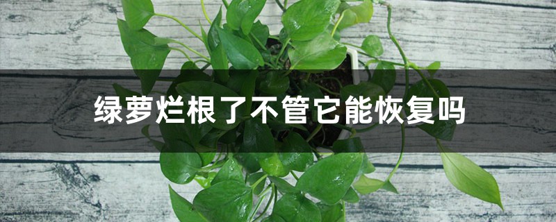 <strong>綠蘿爛根了不管它能恢復嗎</strong>