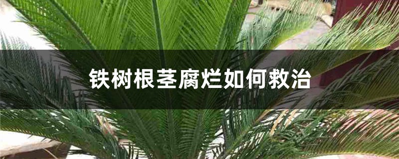 <b>鐵樹根莖腐爛如何救治</b>