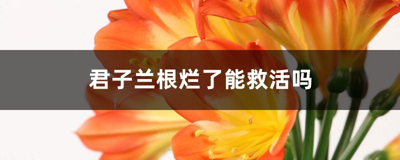 <b>君子蘭根爛了能救活嗎</b>