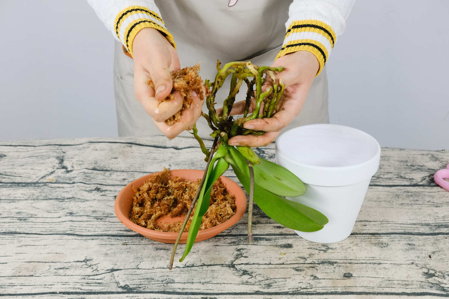 蝴蝶蘭 蝴蝶蘭根部腐爛怎么解決,怎么處理