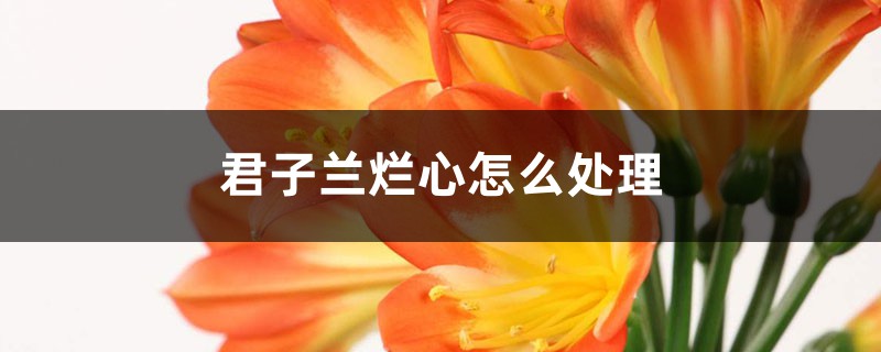 <b>君子蘭爛心怎么處理，爛根怎么處理</b>