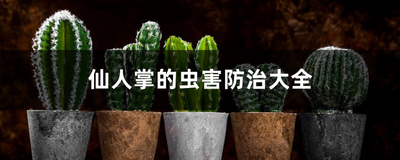 <b>仙人掌的蟲害防治大全</b>
