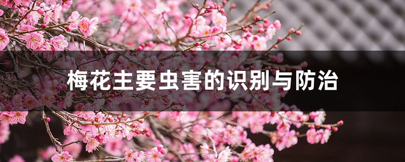 <b>梅花主要蟲害的識別與防治</b>