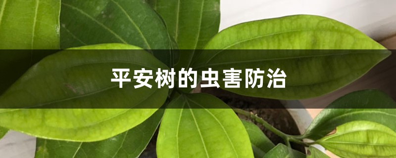 <b>平安樹的蟲害防治</b>