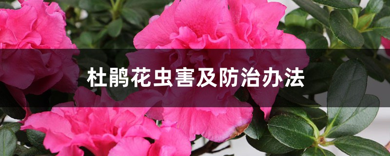 <b>杜鵑花蟲害及防治辦法</b>