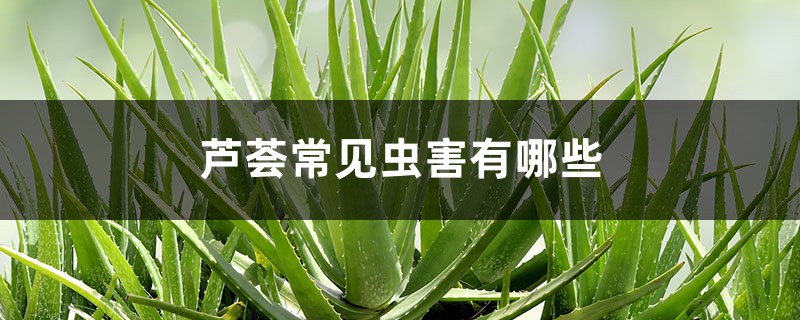 <b>蘆薈常見蟲害有哪些</b>