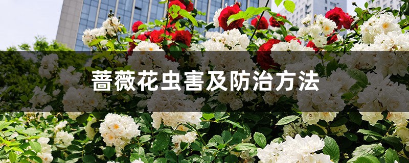 <b>薔薇花蟲害及防治方法</b>
