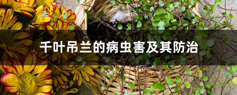 <b>千葉吊蘭的病蟲害及其防治</b>