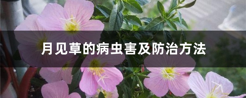 <b>月見草的病蟲害及防治方法</b>