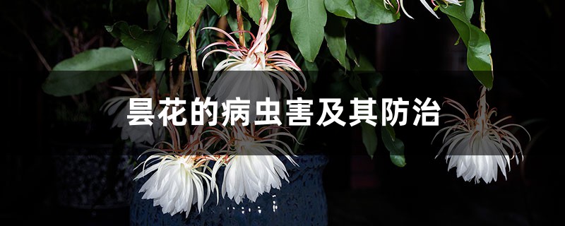 <strong>曇花的病蟲害及其防治</strong>