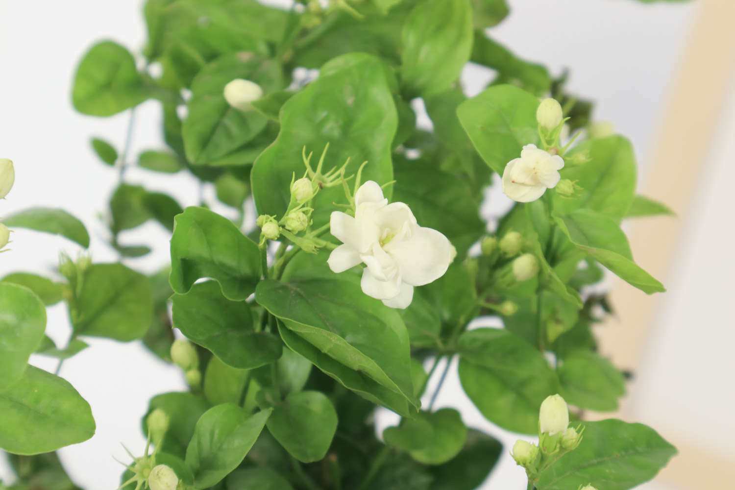 茉莉花常見的病蟲害及其防治方法