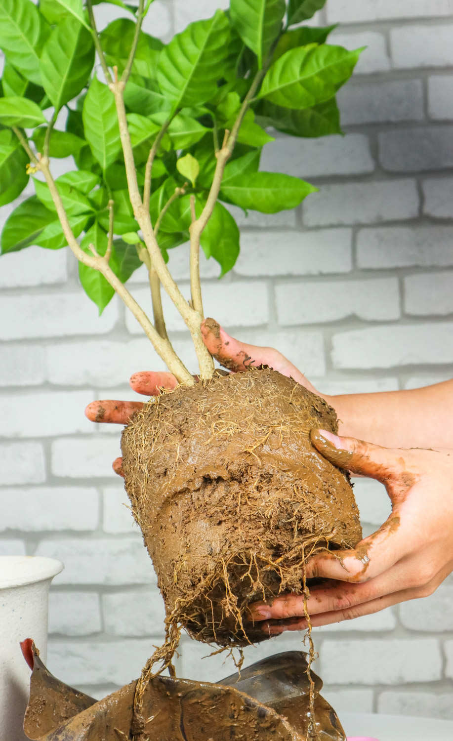 狗牙花 狗牙花的蟲害及防治方法