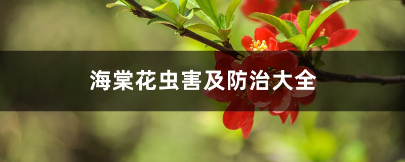 <b>海棠花蟲害及防治大全</b>