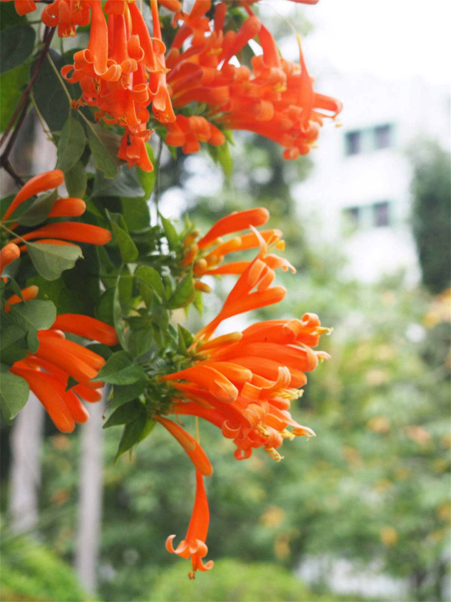 炮仗花 炮仗花的病蟲害防治