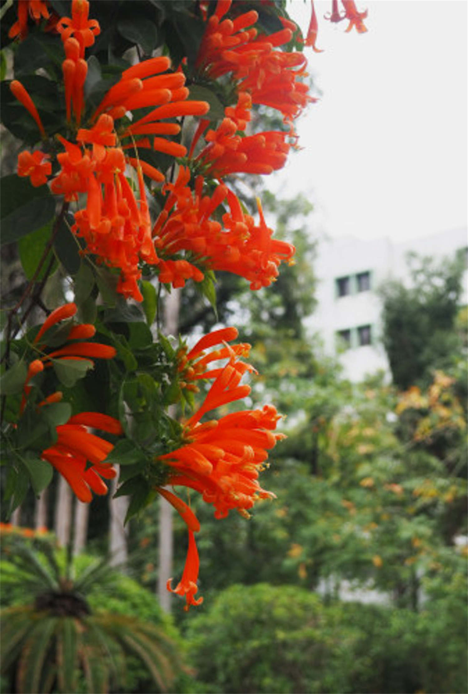 炮仗花 炮仗花的病蟲害防治