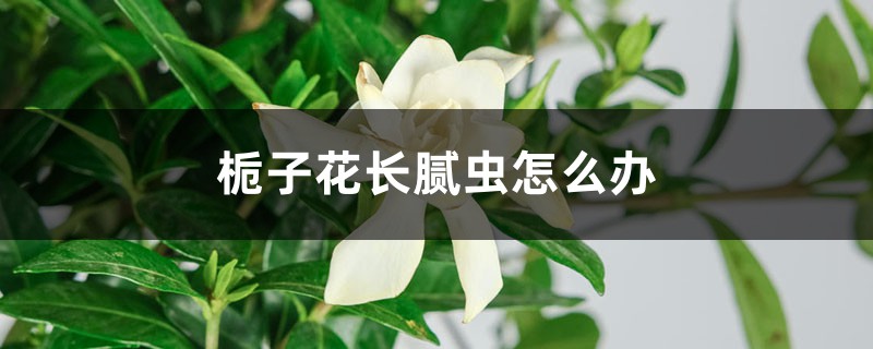 <strong>梔子花長膩蟲怎么解決，怎么處理</strong>