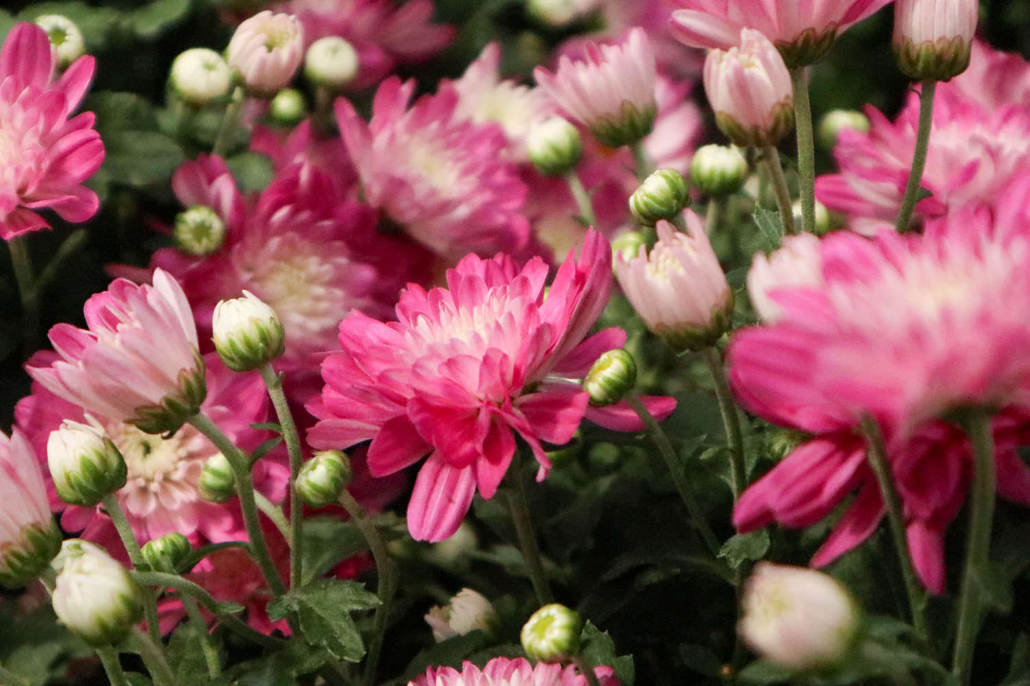 菊花 菊花生蟲了該怎么解決,怎么處理