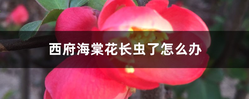 <b>西府海棠花長蟲了怎么解決，怎么處理</b>