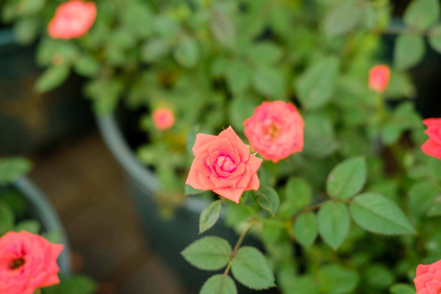 月季 月季花生紅蜘蛛怎么解決,怎么處理