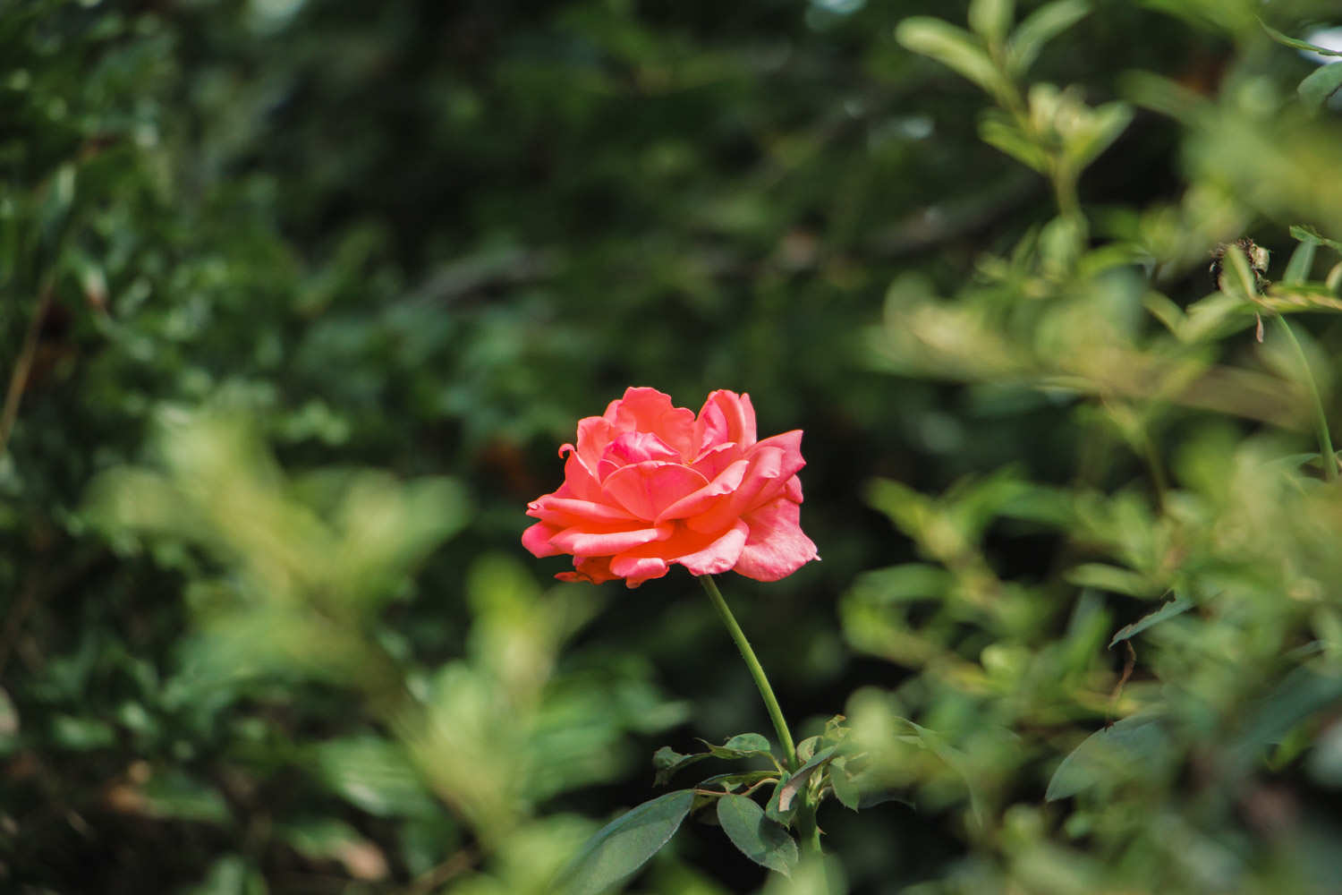 月季 月季花生紅蜘蛛怎么解決,怎么處理