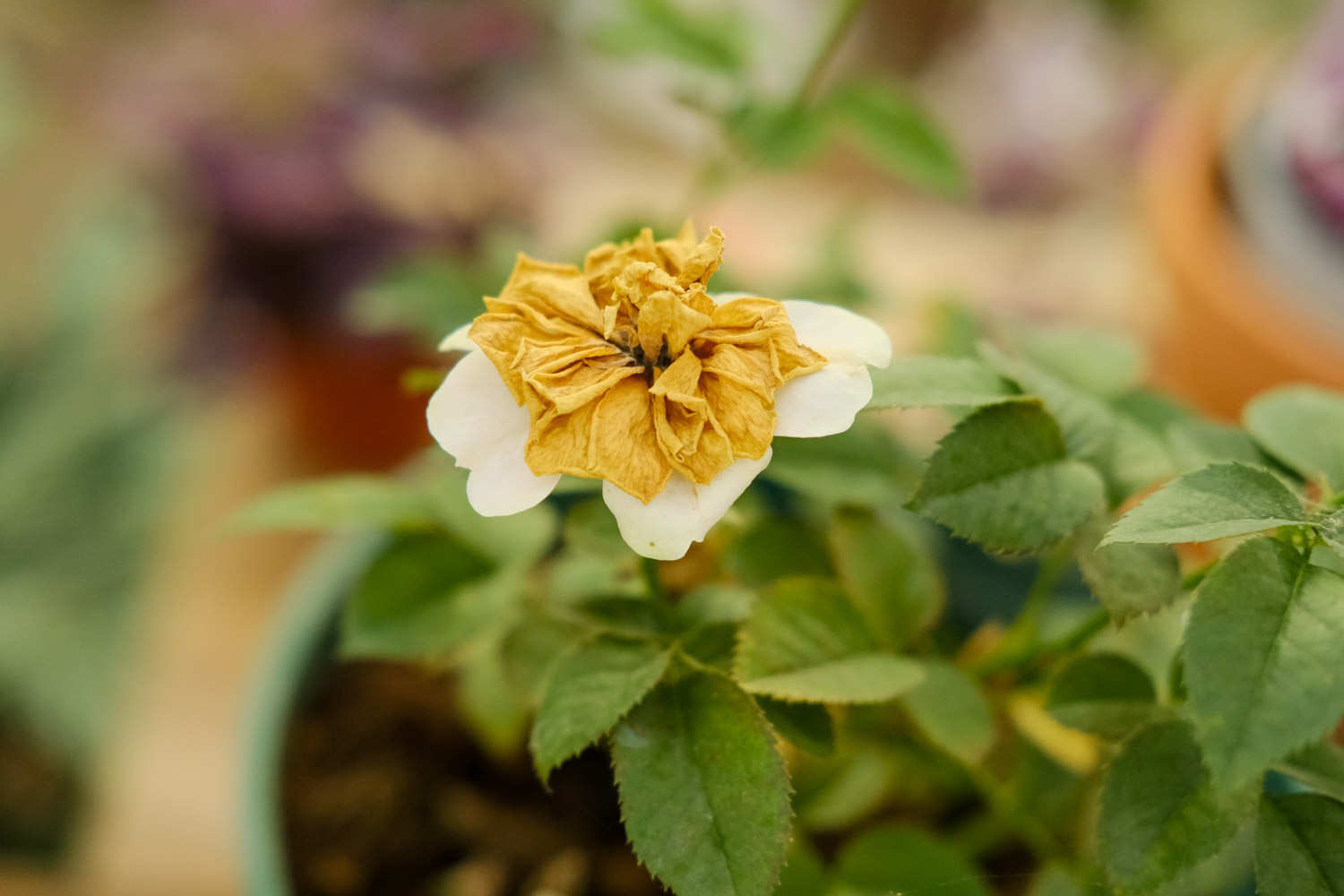 月季 月季花生紅蜘蛛怎么解決,怎么處理