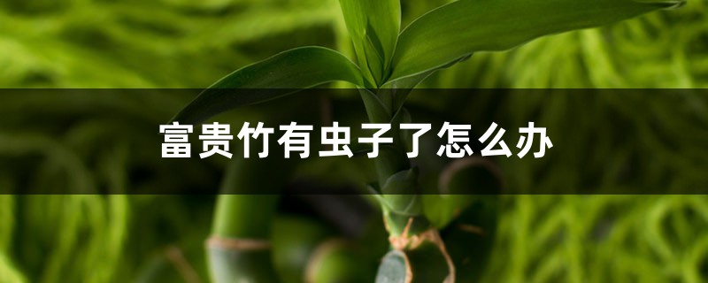 <b>富貴竹有蟲子了怎么解決，怎么處理，生蟲可以用多菌靈嗎</b>