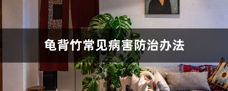 <b>龜背竹常見病害防治辦法</b>