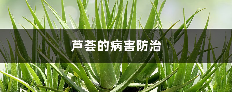 <b>蘆薈的病害防治</b>