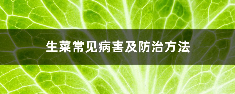 <strong>生菜常見病害及防治方法</strong>