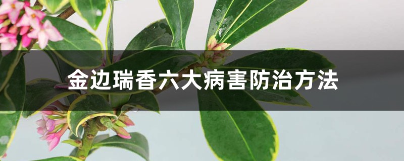 <b>金邊瑞香六大病害防治方法</b>