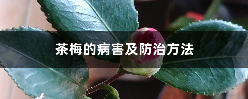 <strong>茶梅的病害及防治方法</strong>
