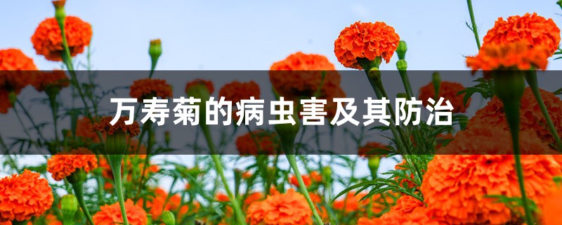 <strong>萬壽菊的病蟲害及其防治</strong>