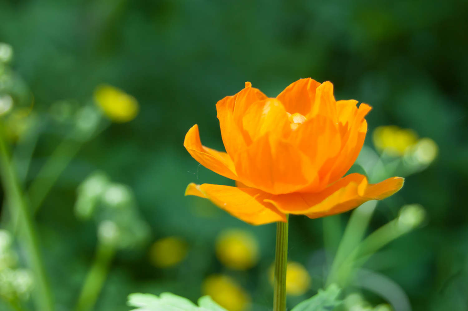 金蓮花 金蓮花的病害防治辦法