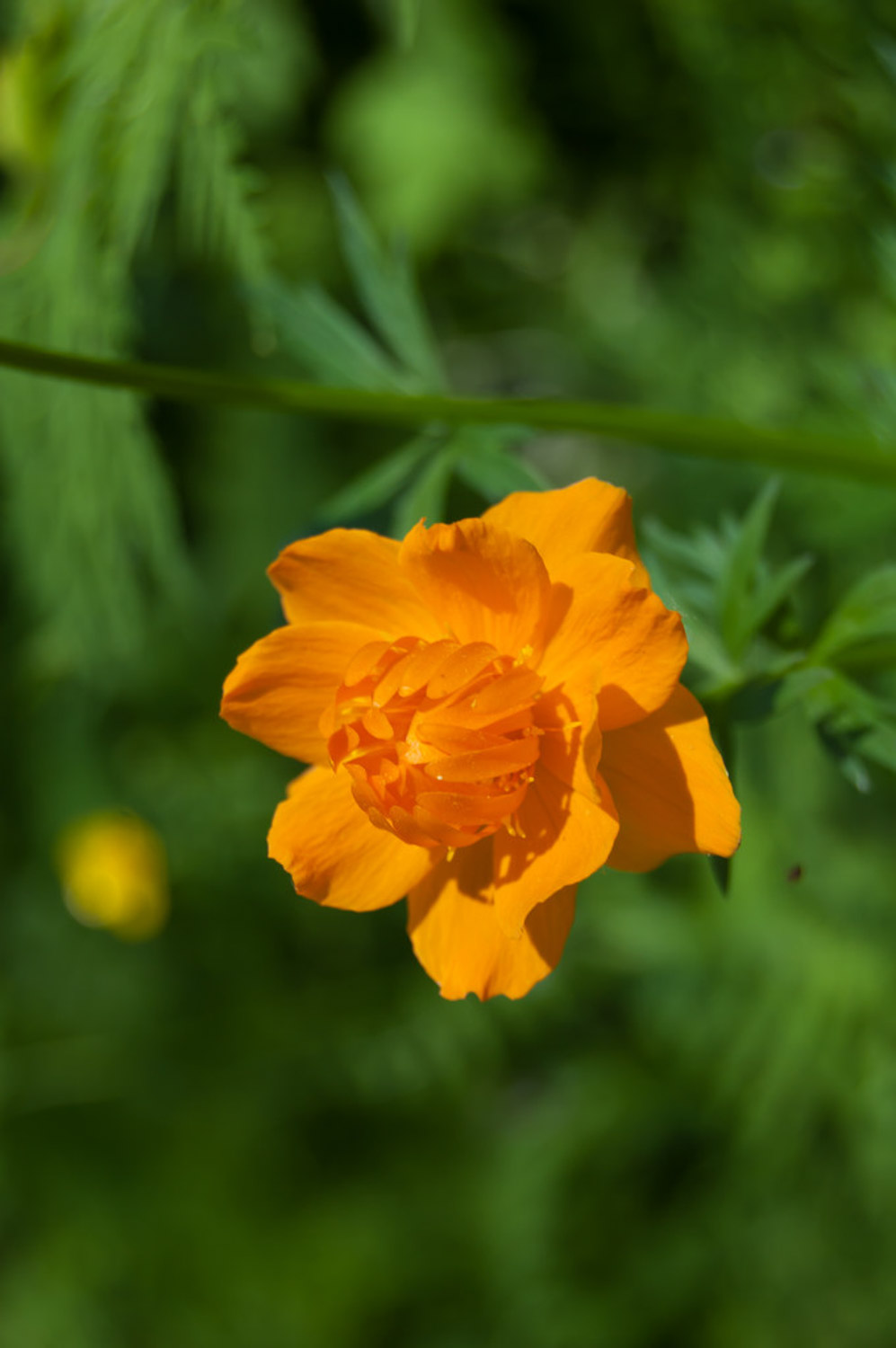 金蓮花 金蓮花的病害防治辦法