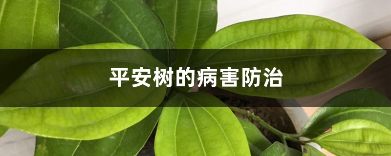 <b>平安樹的病害防治</b>