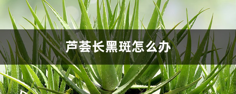 <b>蘆薈長黑斑怎么解決，怎么處理</b>