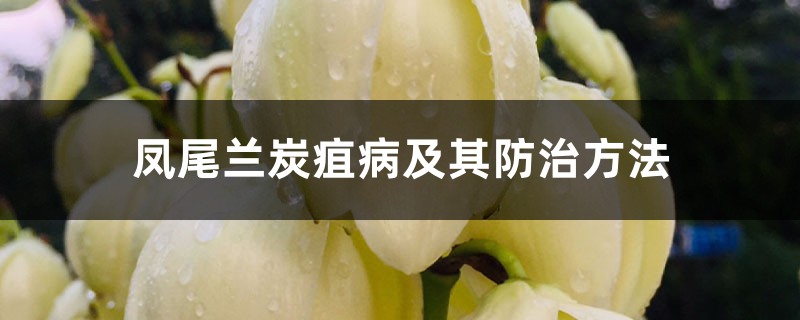 <b>鳳尾蘭炭疽病及其防治方法</b>
