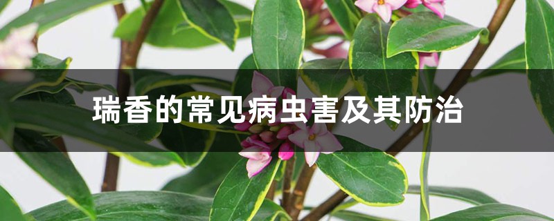 <b>瑞香的常見病蟲害及其防治</b>