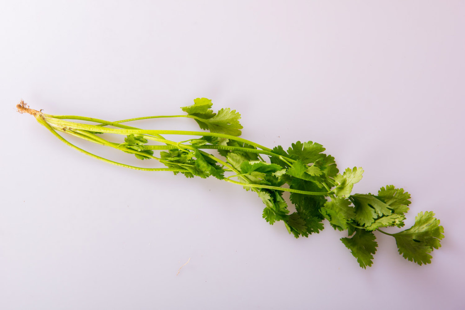 香菜 香菜的病蟲害防治