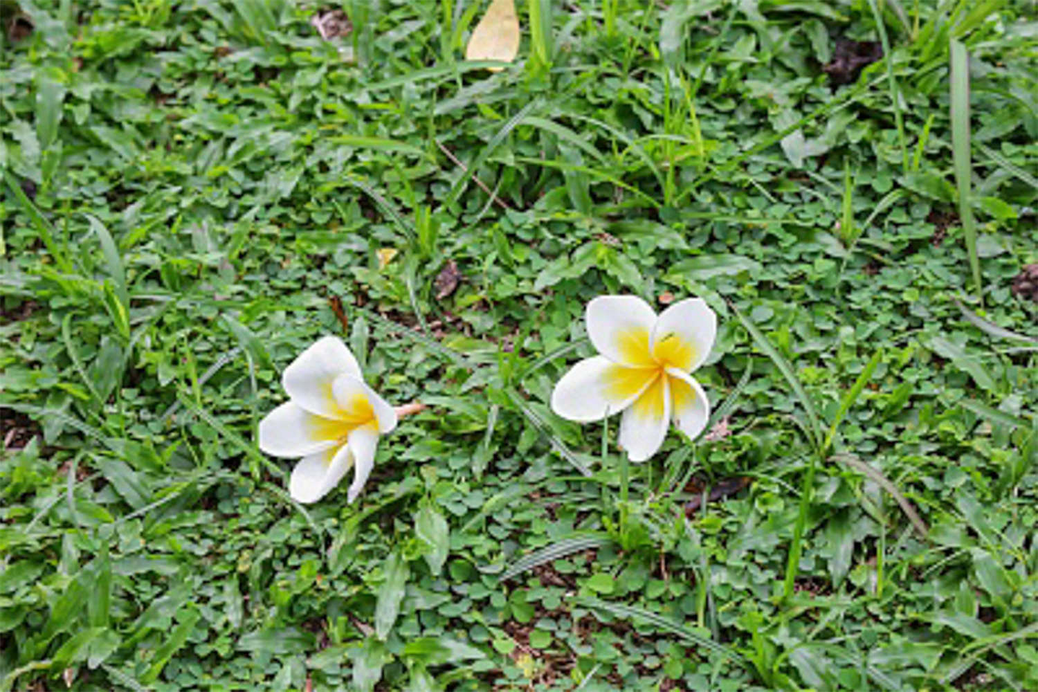 雞蛋花 紅雞蛋花的病蟲害防治